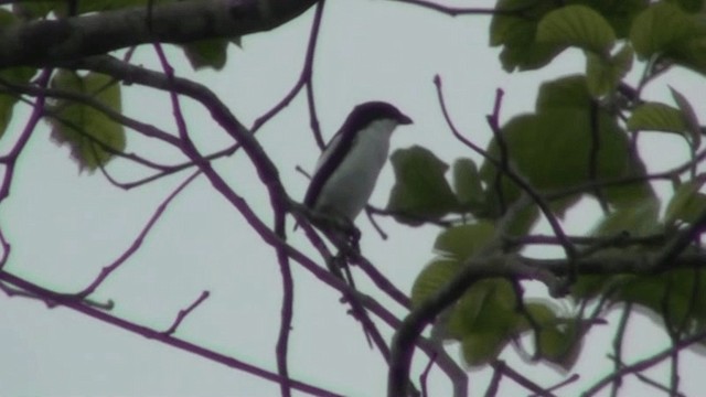 Tropical Boubou - ML200787371