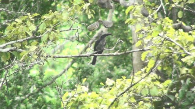 Western Dwarf Hornbill - ML200787521
