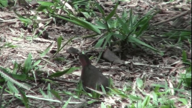 Bar-breasted Firefinch - ML200787531