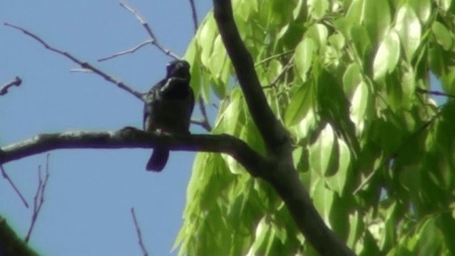 Fleckenbartvogel (hirsuta) - ML200787581