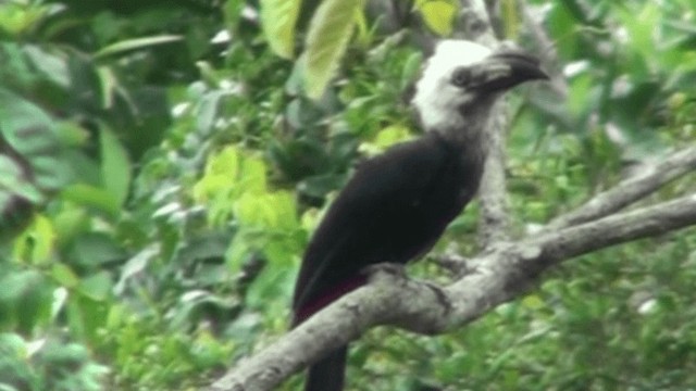 Western Long-tailed Hornbill - ML200787731