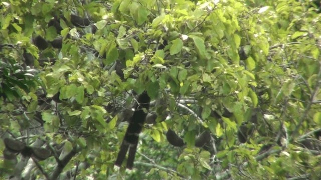 Western Long-tailed Hornbill - ML200787741