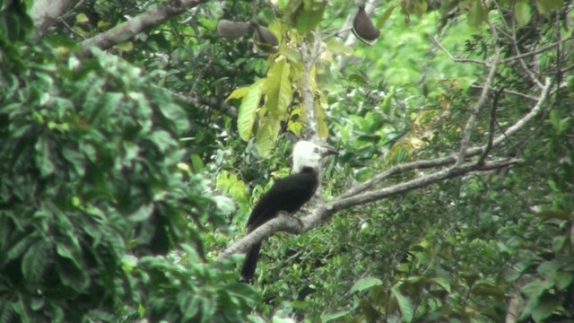 Western Long-tailed Hornbill - ML200787761