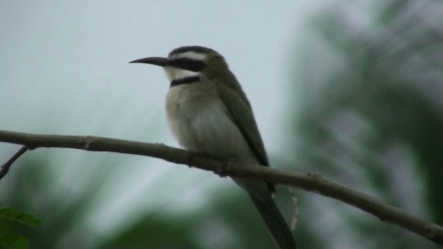 White-throated Bee-eater - ML200787841