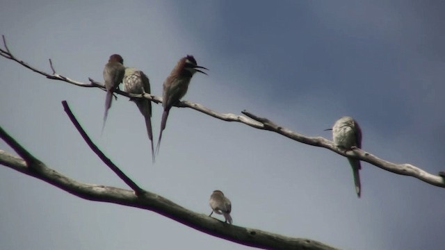 White-throated Bee-eater - ML200787851