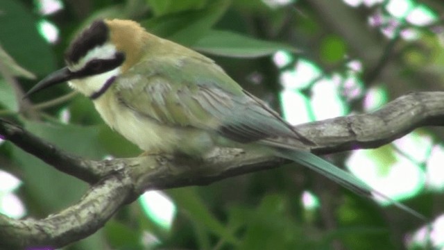 White-throated Bee-eater - ML200787861