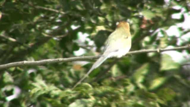 White-throated Bee-eater - ML200787871