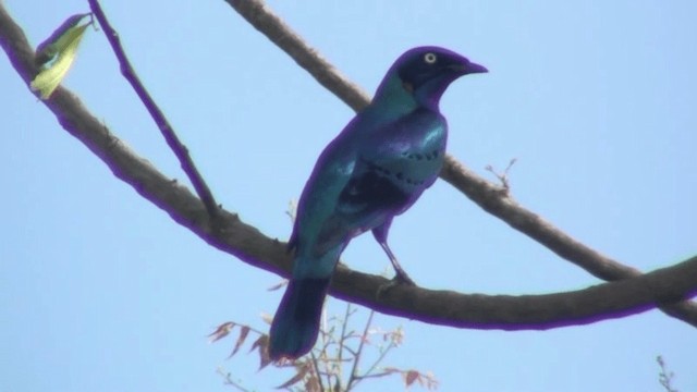 Splendid Starling - ML200787881