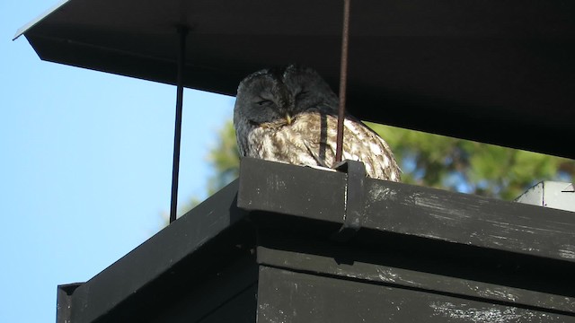 Tawny Owl - ML200788371