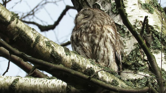 Tawny Owl - ML200788381