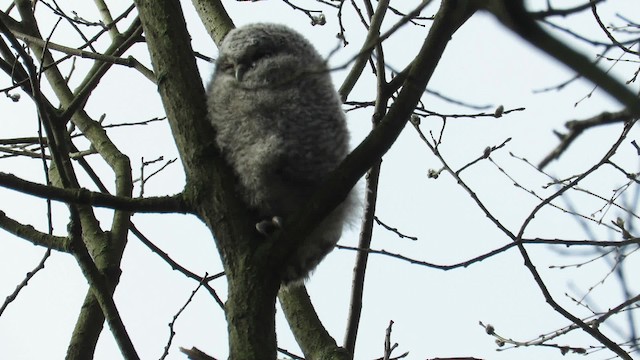 Tawny Owl - ML200788391