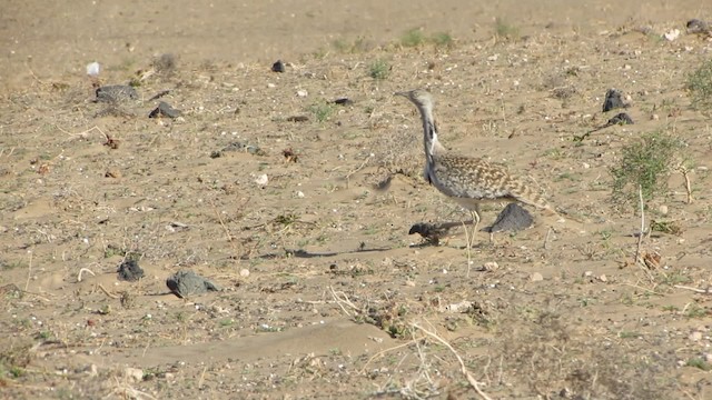 Outarde houbara (fuertaventurae) - ML200788561