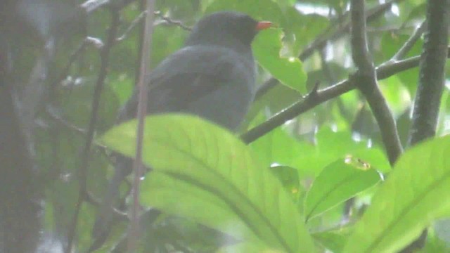 Black-faced Solitaire - ML200788701