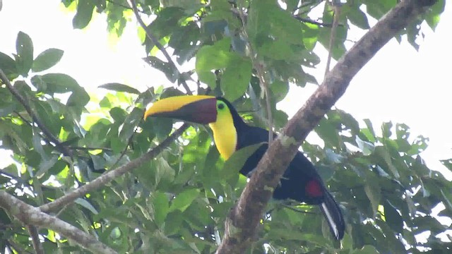 Yellow-throated Toucan (Chestnut-mandibled) - ML200788711