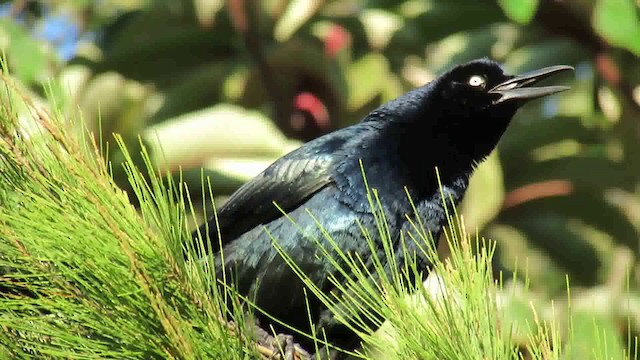 Great-tailed Grackle - ML200788761