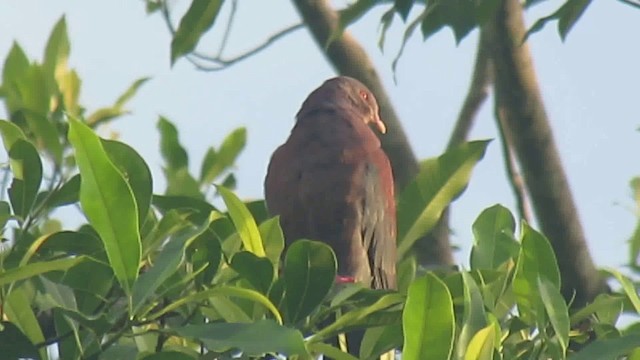 Pigeon à bec rouge - ML200788771