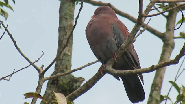 Ruddy Pigeon - ML200788791