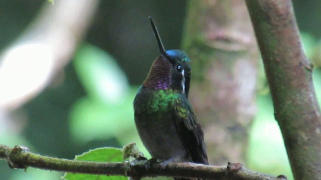 Purple-throated Mountain-gem - ML200788801