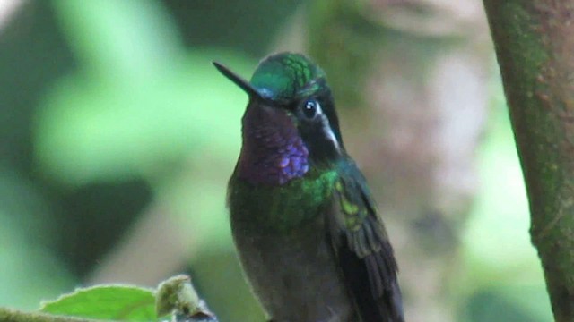 Purple-throated Mountain-gem - ML200788811