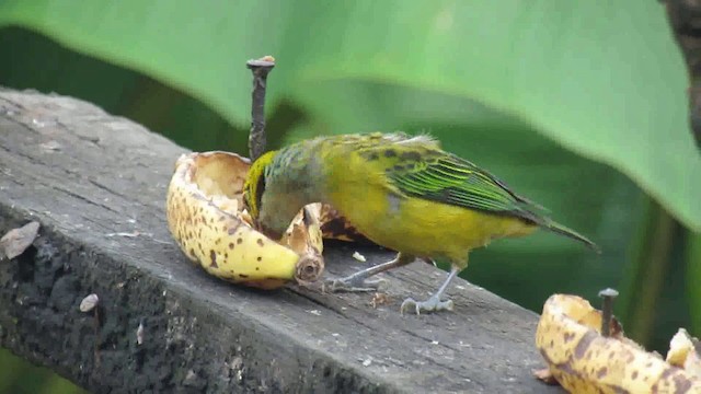 Silver-throated Tanager - ML200788841