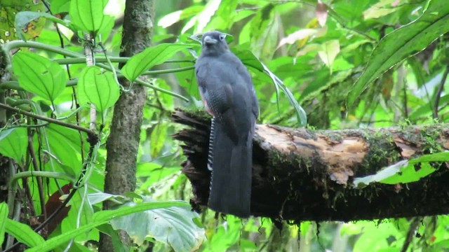 Silver-throated Tanager - ML200788851