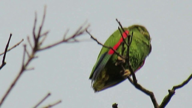 White-fronted Amazon - ML200788901