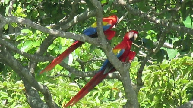 Scarlet Macaw - ML200788911