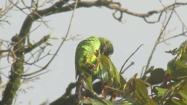 White-fronted Amazon - ML200788921