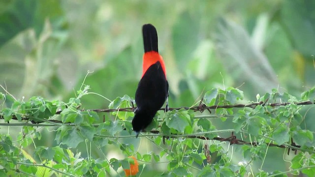 Scarlet-rumped Tanager (Passerini's) - ML200788931