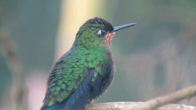 Green-crowned Brilliant - ML200788951
