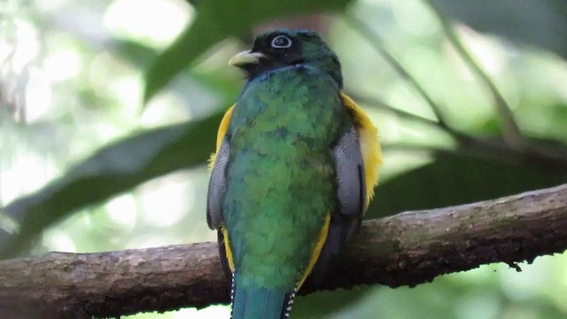 Northern Black-throated Trogon - ML200789011