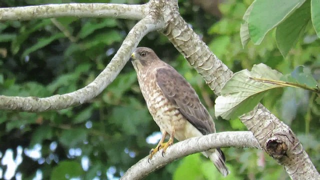 Broad-winged Hawk - ML200789021