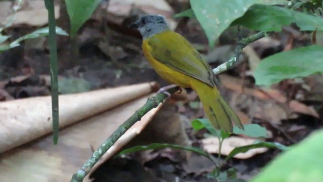 Gray-headed Tanager - ML200789231