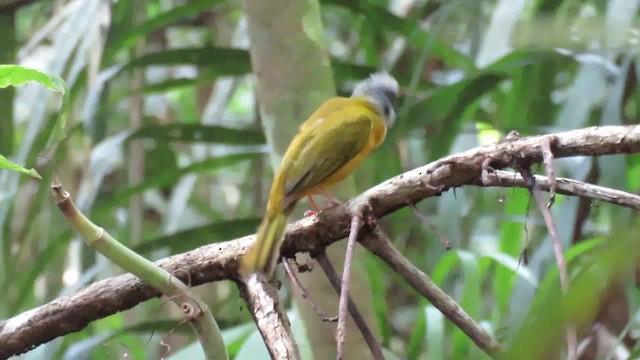 Gray-headed Tanager - ML200789241