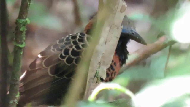 Ocellated Antbird - ML200789251