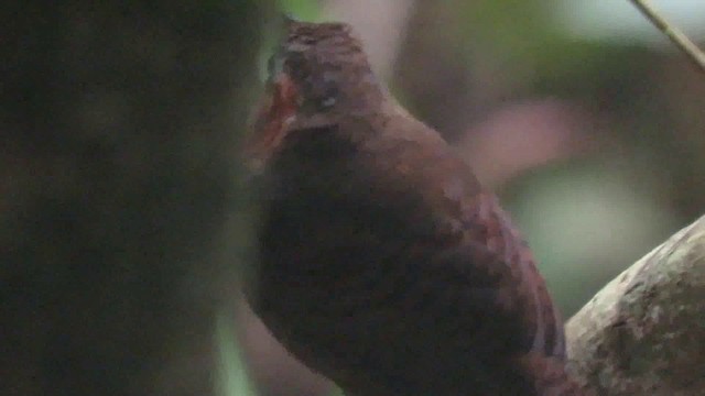 Song Wren - ML200789351