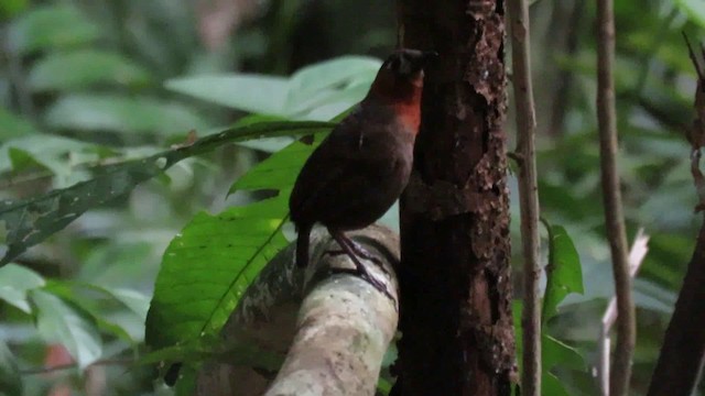 Song Wren - ML200789371