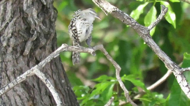 Stripe-backed Wren - ML200789441