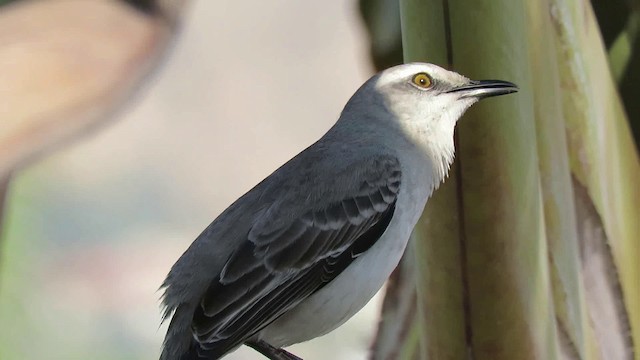 Tropical Mockingbird - ML200789471