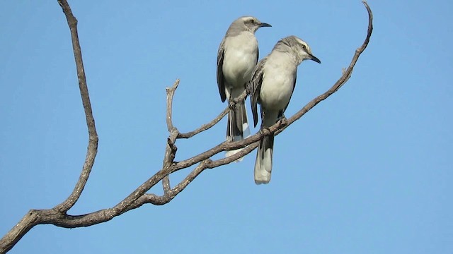 Tropical Mockingbird - ML200789481