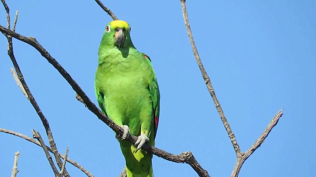 Yellow-crowned Parrot - ML200789541