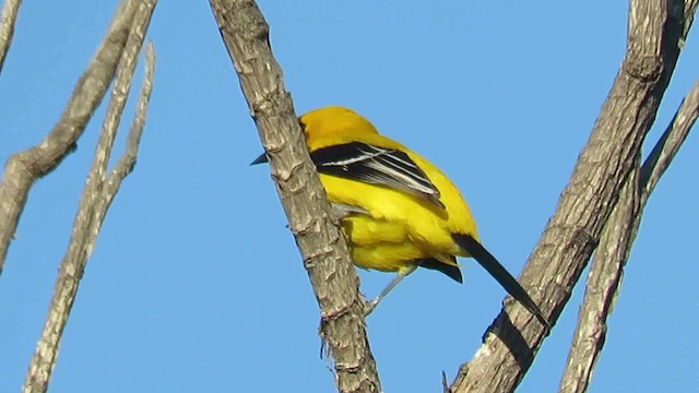 Turpial Amarillo - ML200789551