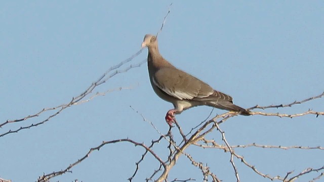 Голуб білокрилий - ML200789611