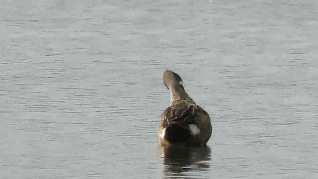 Blue-winged Teal - ML200789631
