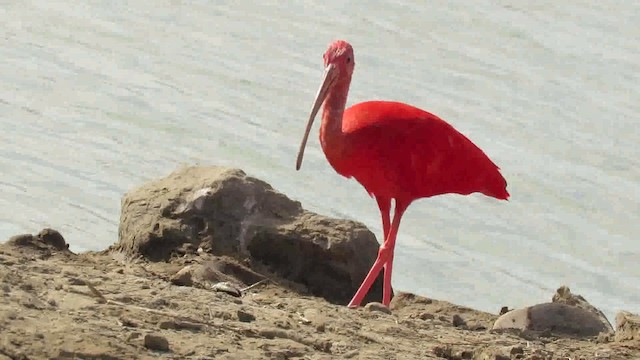 Scarlet Ibis - ML200789651