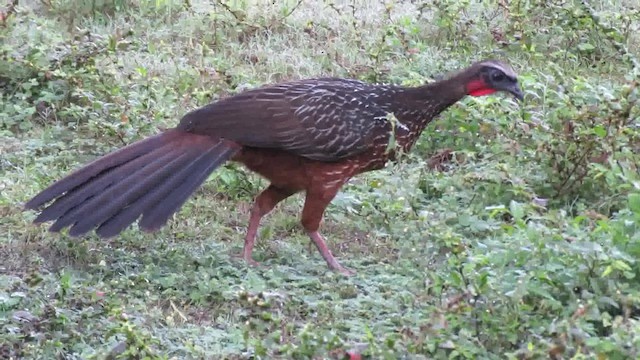 Chestnut-bellied Guan - ML200789661