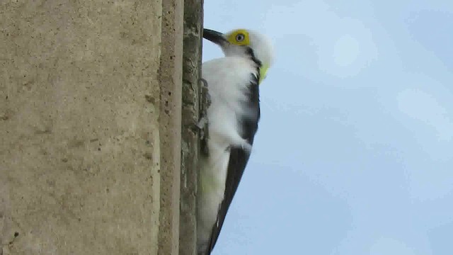 White Woodpecker - ML200789821