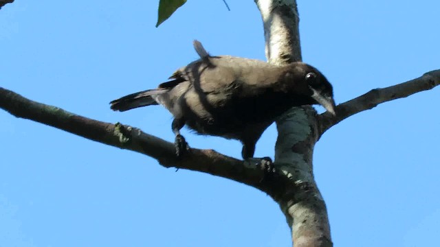 Purplish Jay - ML200789891