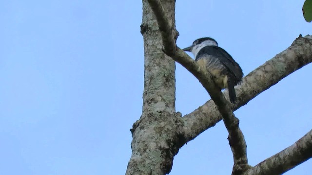 Buff-bellied Puffbird - ML200789951