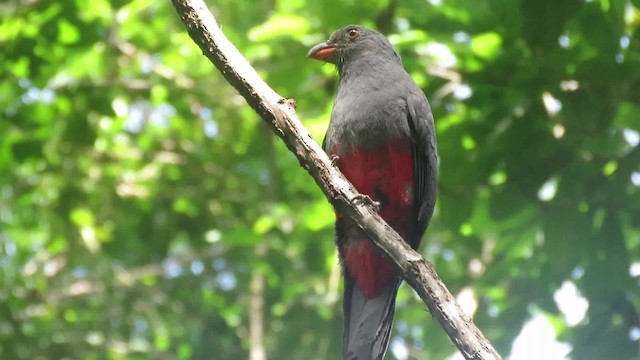 Slaty-tailed Trogon (Massena) - ML200789971